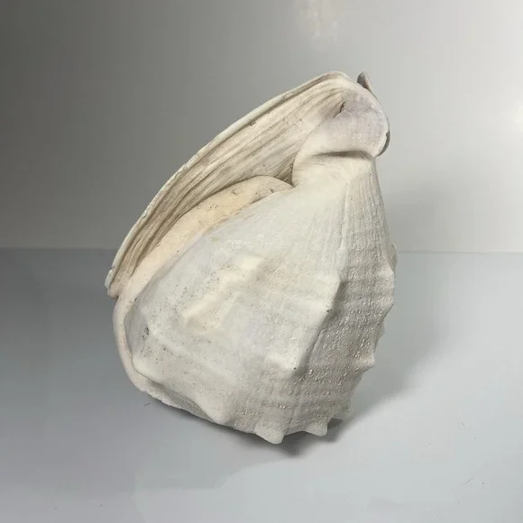 Queen's Helmet Sea Shell 6.5 – Cassis Madagascariensis